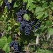 g030206-weinland