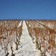 g030207-weinland